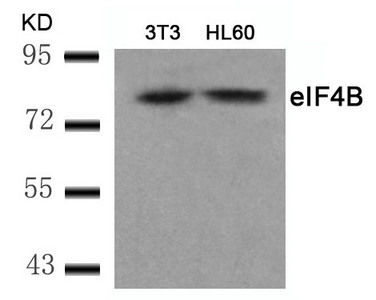 EIF4B (Ab-422) antibody