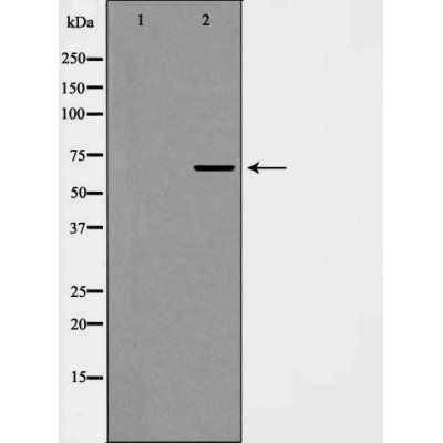 eIF4B (Phospho-Ser422) antibody