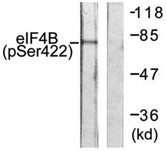 eIF4B (phospho-Ser422) antibody