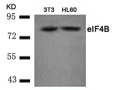 eIF4B (Ab-422) Antibody