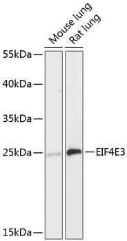 EIF4E3 antibody