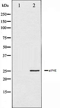 eIF4E antibody