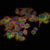 EIF4E Antibody