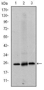 EIF4E Antibody