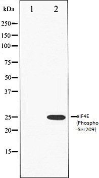 eIF4E (Phospho-Ser209) antibody