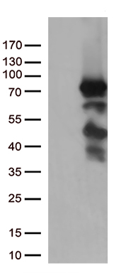 EIF4EBP3 antibody