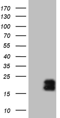 EIF4EBP3 antibody