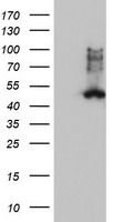 EIF4EL3 (EIF4E2) antibody
