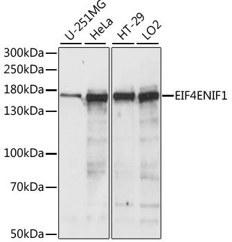 EIF4ENIF1 antibody