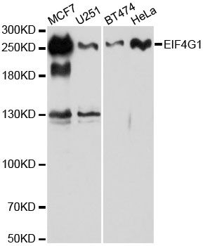 EIF4G antibody