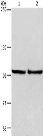 EIF4G2 antibody