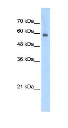 EIF4G3 antibody