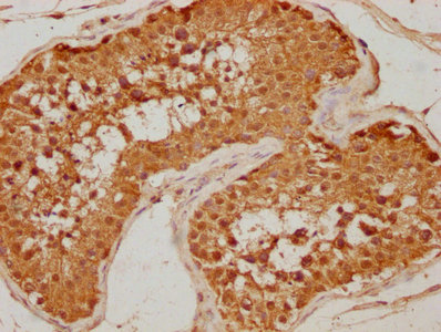 EIF4G3 antibody