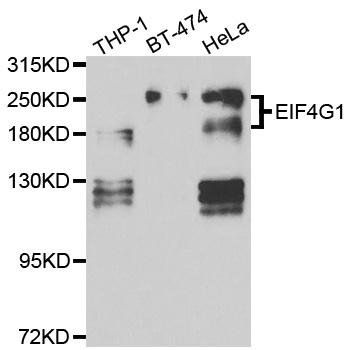 EIF4G1 antibody