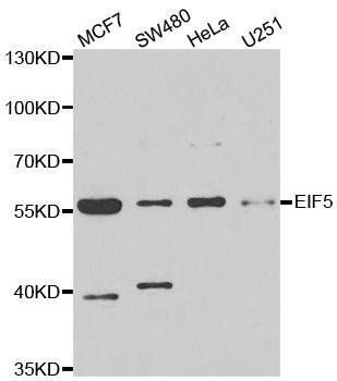 EIF5 antibody