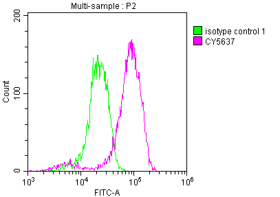 EIF5A Recombinant Monoclonal Antibody