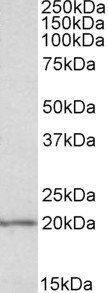 Goat anti-eIF5A Antibody