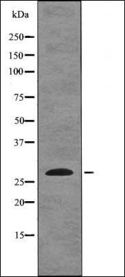 EIF6 (Phospho-Ser235) antibody