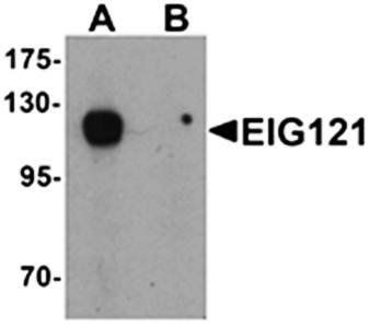 EIG121 Antibody