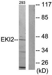 EKI2 antibody