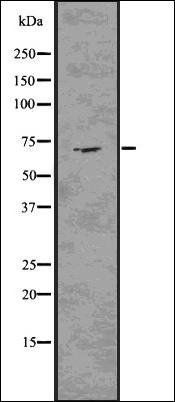 Elastin antibody