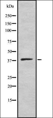 ELAV2/4 antibody