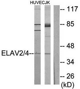 ELAV2/4 antibody