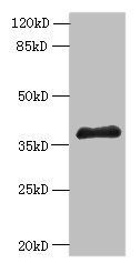 ELAVL1 Antibody