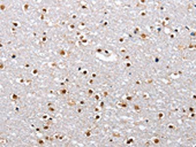 ELAVL1 antibody