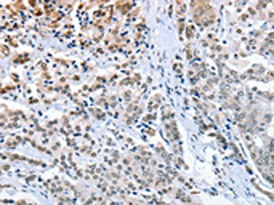 ELAVL1 Antibody