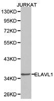 ELAVL1 Antibody