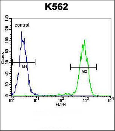 ELAVL2 antibody