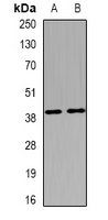 ELAVL3 antibody