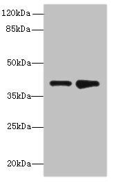 ELAVL4 antibody