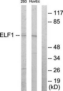 ELF1 antibody