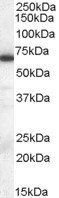 ELF1 antibody