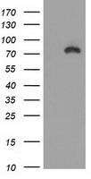elF2 alpha Antibody