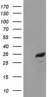elF2 alpha Antibody