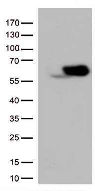 elF2 alpha Antibody