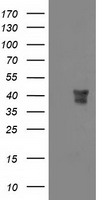 elF2 alpha (EIF2S1) antibody