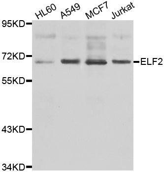 ELF2 antibody