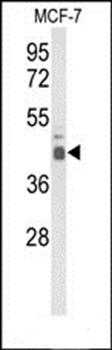 ELF3 antibody