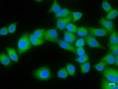 ELF3 Antibody