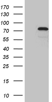 ELF4 antibody