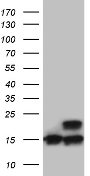 ELF4 antibody