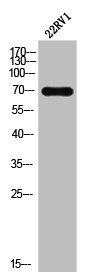 ELF4 antibody