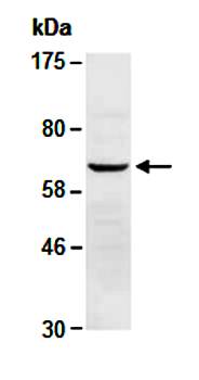 ELF4 (N) Antibody, Rabbit Polyclonal