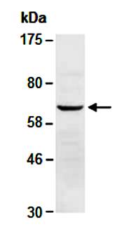 ELF4 antibody