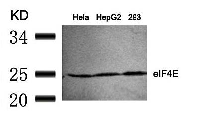 eIF4E (Ab-209) Antibody