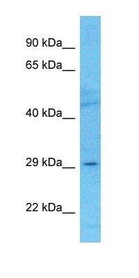 ELF5 antibody